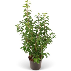 Kirschlorbeer ''Angustifolià' Set à 45 Stück Höhe 80 - 100 cm Topf ca. 5 l