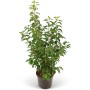 Kirschlorbeer 'Angustifolià' im Topf, 45er Set, 80-100cm hoch, für Hecken.