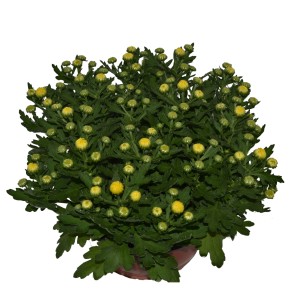 Herbstchrysantheme im Topf, gelbe Blütenknospen und grüne Blätter. Blühende Kübelpflanze.