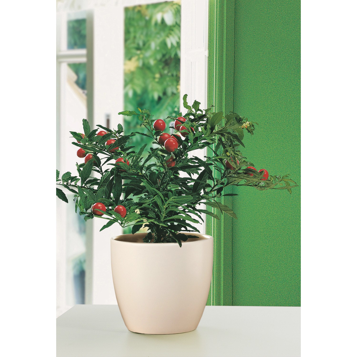 Scheurich Übertopf 920, Ø 19 cm, Creme, mit Solanum im Innenbereich.