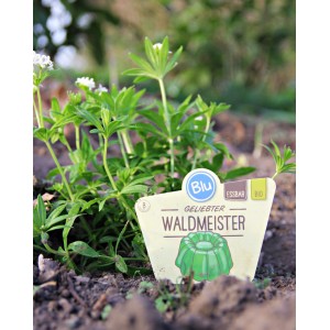 Blu Bio-Waldmeister (Galium odoratum) im Topf, mit weißen Blüten und grünen Blättern.