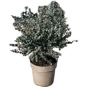 GROW by OBI Eukalyptus Azura T27 Höhe 50 cm Eucalyptus gunnii