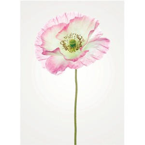 Komar Wandbild Poppy 30 x 40 cm