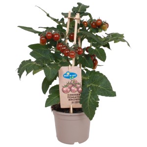 GROW by OBI Tomate 'Rot' im Topf, ca. 45-55 cm hoch. Fruchtgemüse für Balkon und Garten.