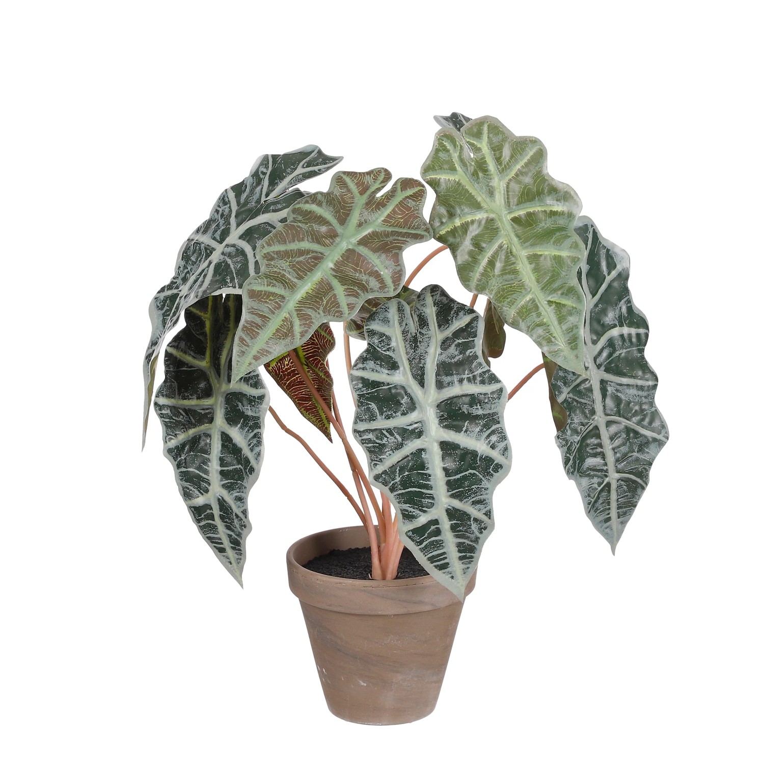 bogenhanf silver flame Sansevieria 'Silver Flame' main image 0