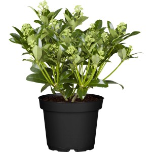 Japanische Skimmie 'Fragrant Cloud' im Topf, weiße Blüten. Immergrüne Beet- und Kübelpflanze.