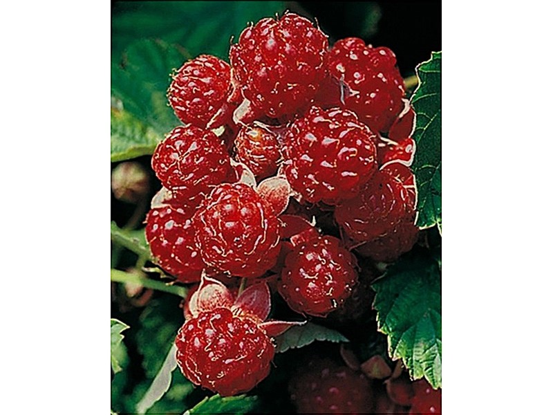 Rote Brombeere "Dorman Red" 6 Pflanzen kaufen bei OBI