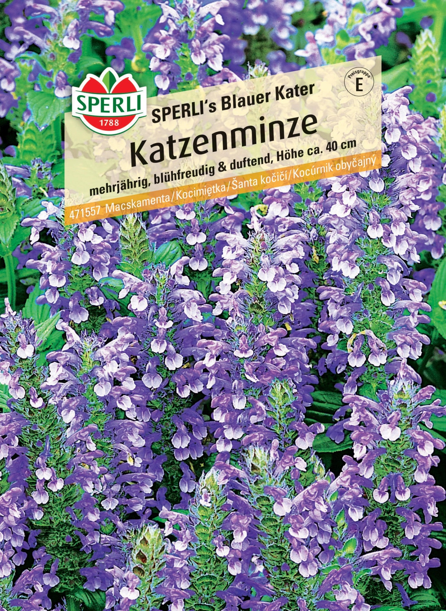 Sperli Katzenminze "Blauer Kater" Nepeta x faassenii kaufen bei OBI