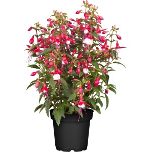 Stehende Fuchsie 'Nostalgie' mit roten und weißen Blüten im Topf.