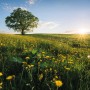 Vlies Fototapete mit Frühlingslandschaft: Wiese, Baum und Sonnenaufgang.
