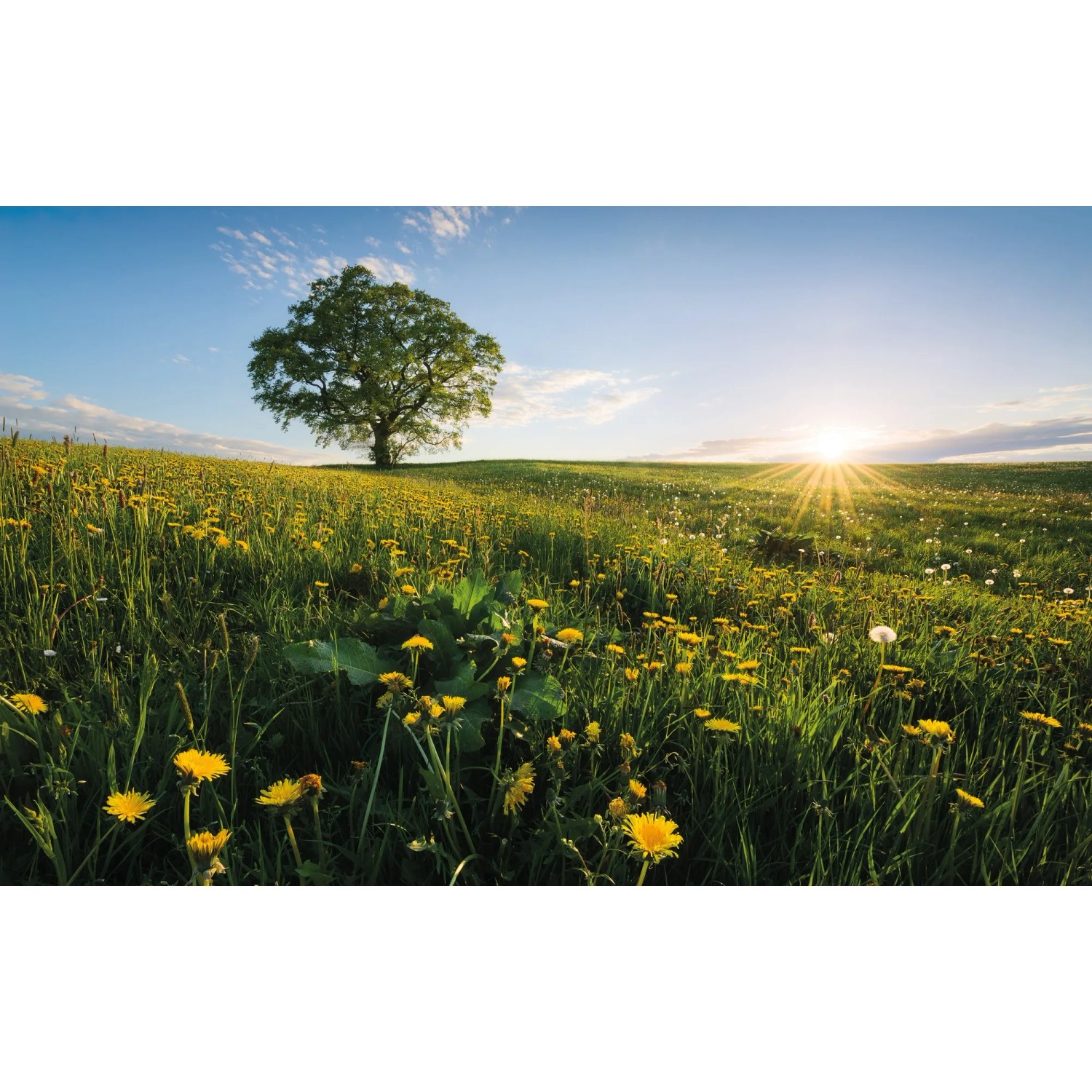 Vlies Fototapete mit Frühlingslandschaft: Wiese, Baum und Sonnenaufgang.