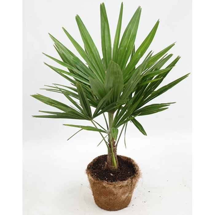 Palme online kaufen bei OBI