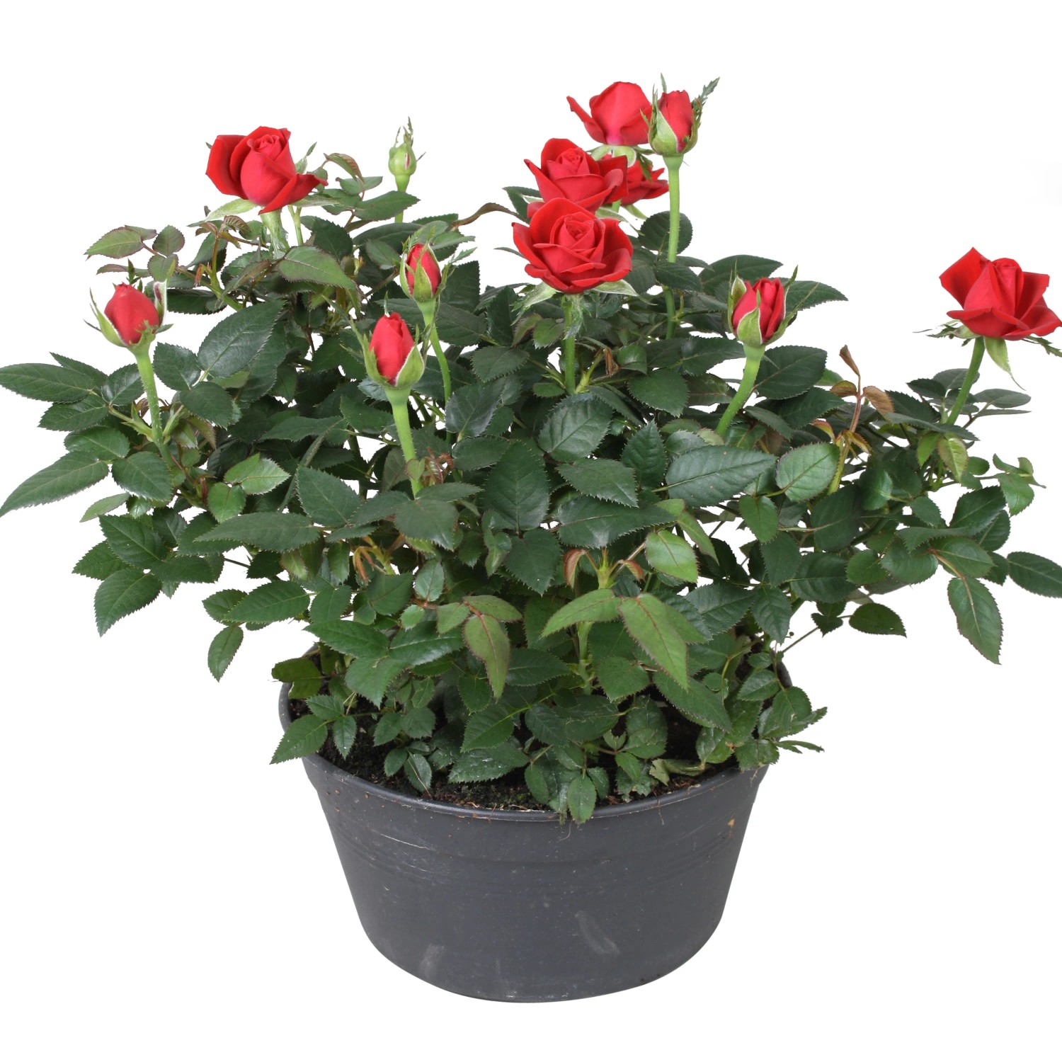 pinnatum albo variegata Epipremnum pinnatum albo variegata