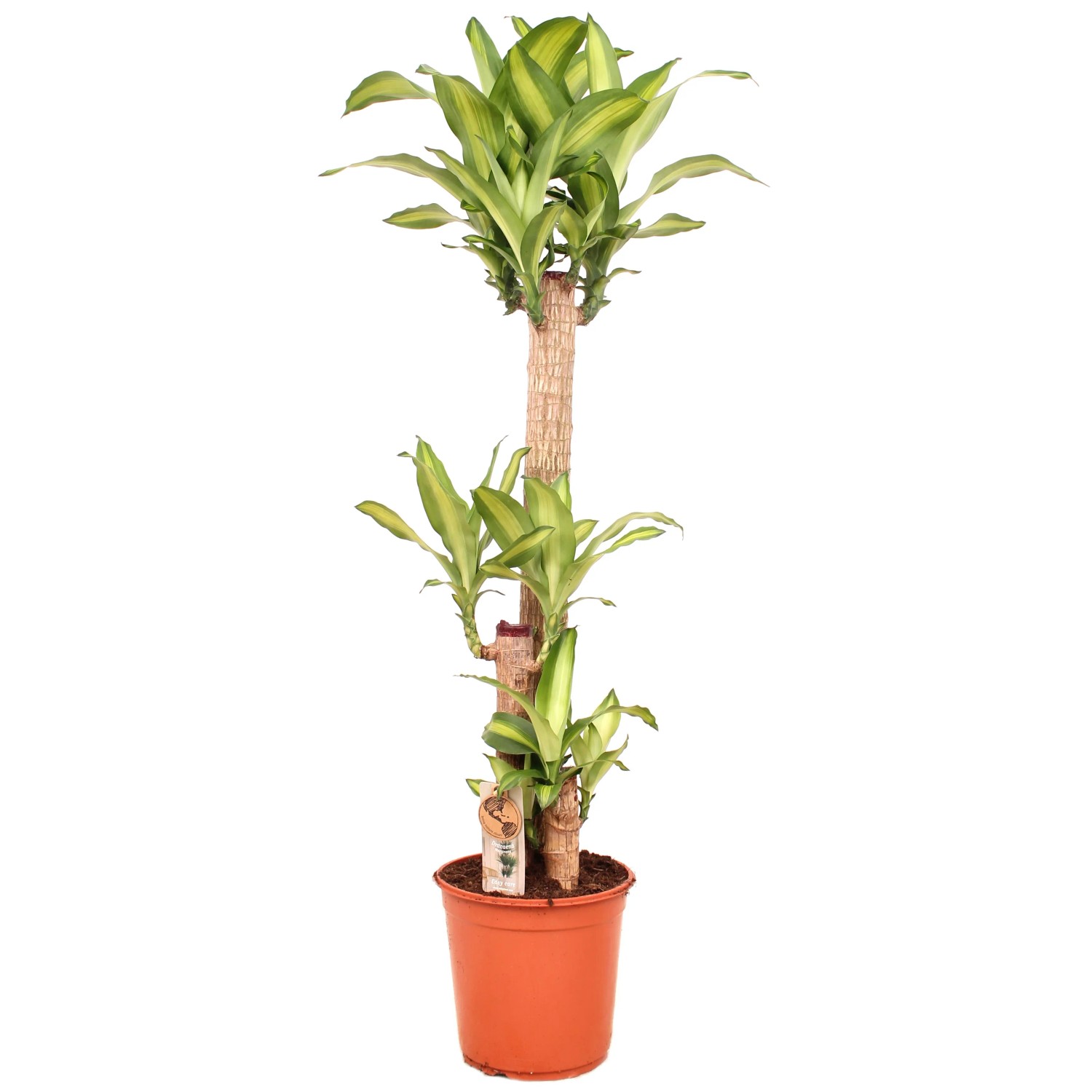 rovawee dracaena Dracaena Warneckii – Chicago Plants
