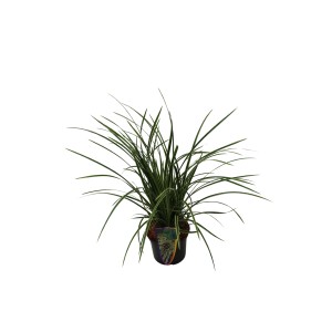 GROW by OBI Buntblättrige Segge Topf-Ø 17 cm Carex Feather Falls