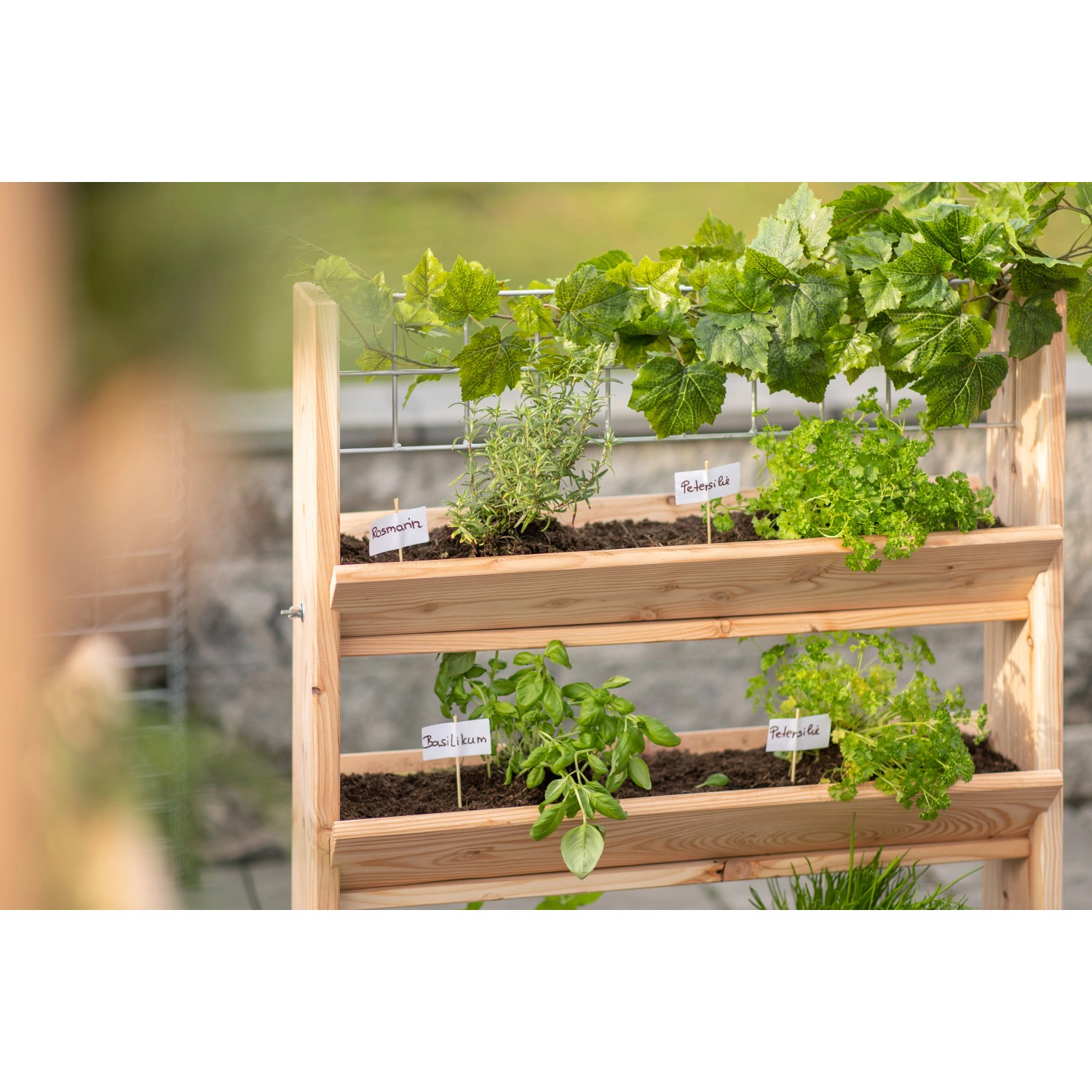 Westmann Kräuterregal Premium L mit Rankgitter, bepflanzt mit Kräutern wie Basilikum und Petersilie.