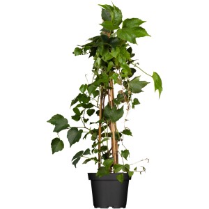 Jungfernrebe im Topf, grüne Kletterpflanze am Rankgerüst.