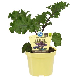 Blu Bio-Roter Grünkohl "Redbor" im Topf, rote Blattrippen, essbare Zierde für Beet und Balkon.