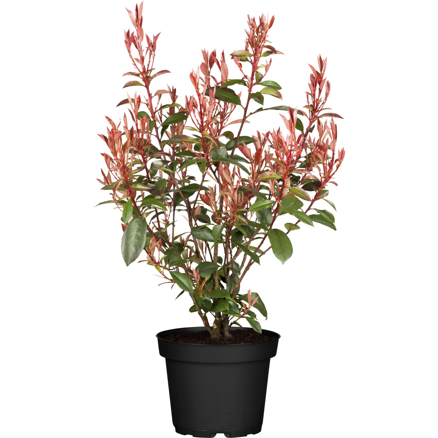 GROW by OBIGlanzmispel "Compacta" Hhe ca. 30 - 40 cm Topf ca. 3,4 l  Photinia kaufen bei OBI