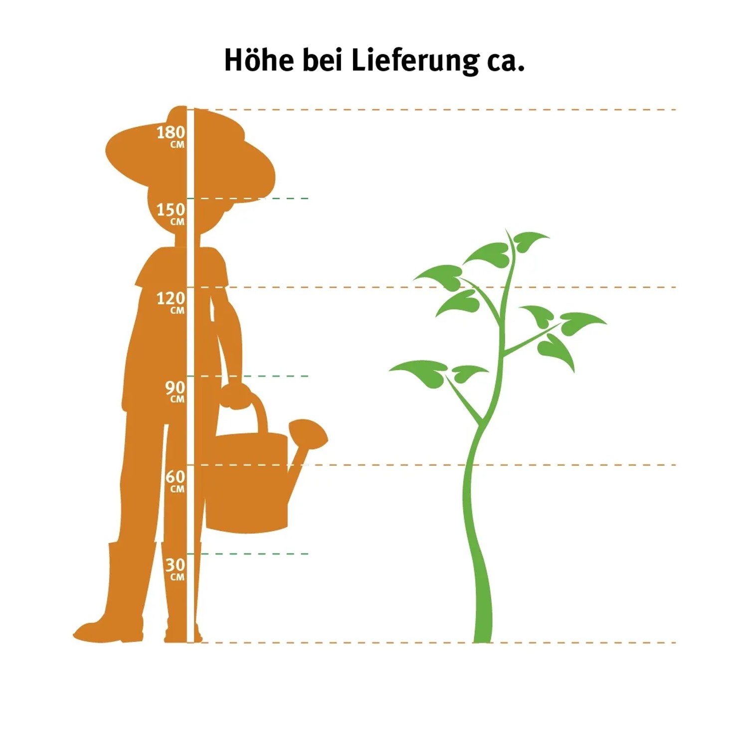 Grafik: Größenvergleich Lebensbaum Smaragd (120-140cm) mit Person und Markierungen der Höhe.