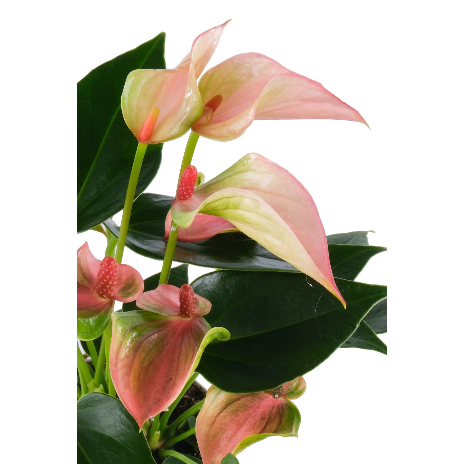 Flamingoblume "Matata" Rosa Mini Topf- ca. 6 cm Anthurium andreanum kaufen  bei OBI