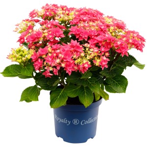 Hortensie Topf-Ø ca. 23 cm Hydrangea Macrophylla Feather Pink