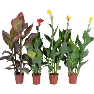 Indisches Blumenrohr (Canna) sortiert im Topf, verschiedene Blütenfarben.