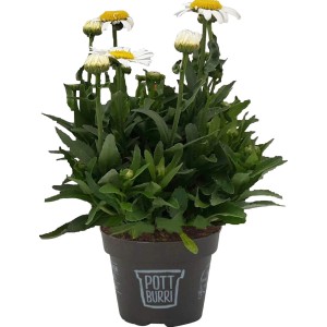 Sommer-Margerite im Topf (Ø 13cm) mit weißen Blüten und gelber Mitte.