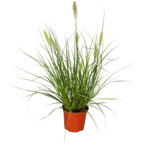 GROW by OBI Lampenputzgras "Hameln" Topf-Ø ca. 19 cm Pennisetum compressum