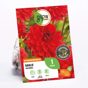 GROW by OBI Dahlie Heatwave mit leuchtend roten Blüten, Höhe ca. 50cm.