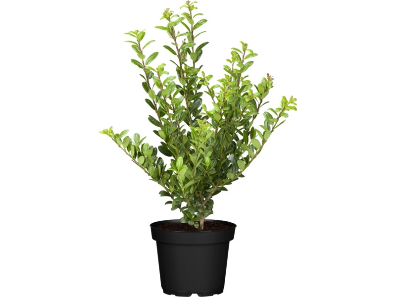 Japanische Stechpalme "Caroline Upright" Busch Ilex crenata kaufen bei OBI