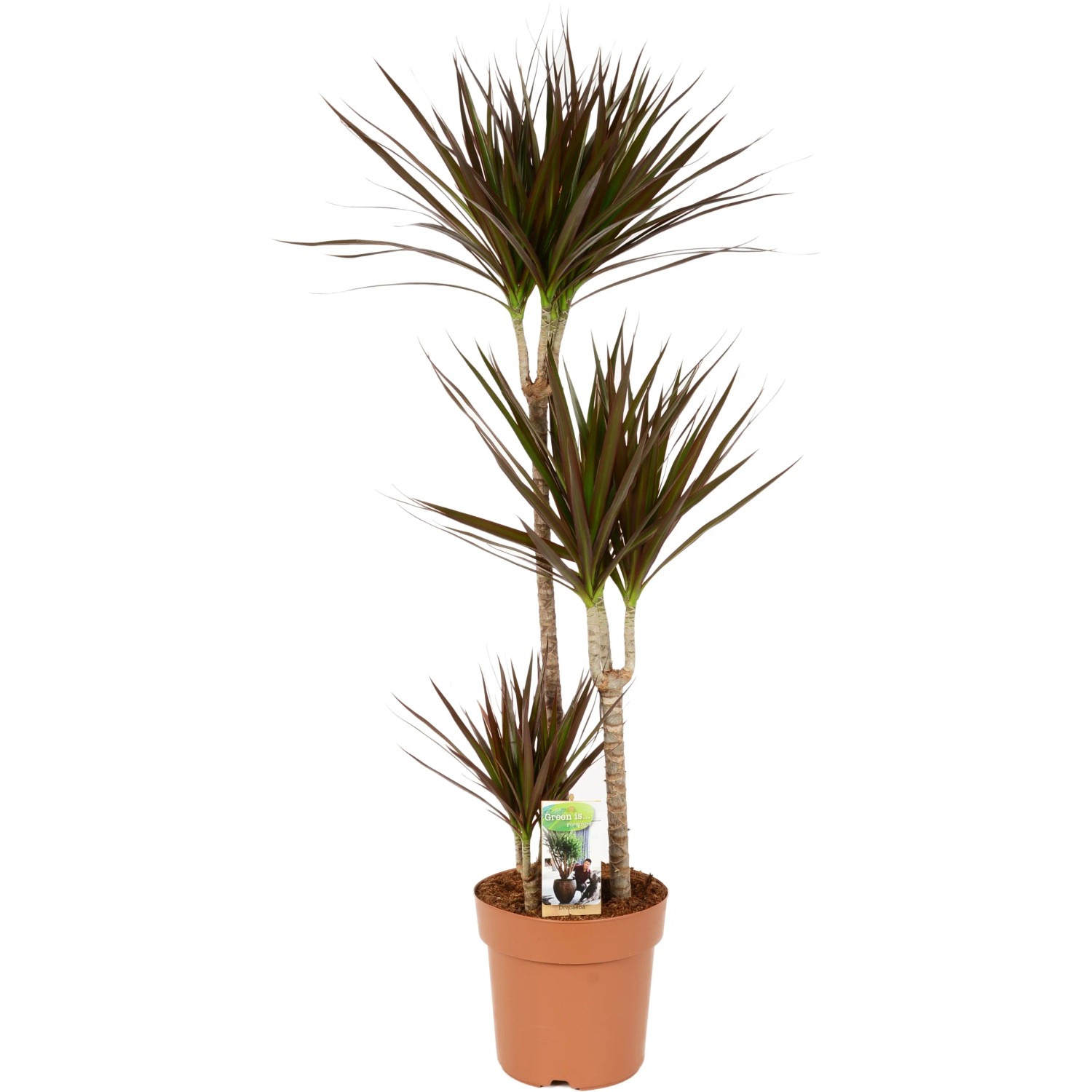 glckskastanie natur Pachira aquatica | 170cm | Online kaufen