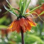 Orange Kaiserkrone Aurora (Fritillaria imperialis) mit grünen Blättern im Detail.