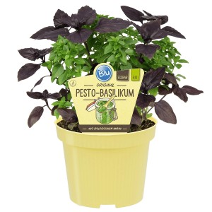 Blu Bio-Pesto Basilikum Topf-Ø ca. 12 cm Ocimum
