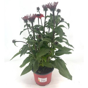 Purpur-Sonnenhut (Echinacea purpurea) im Topf, ca. 30 cm hoch.