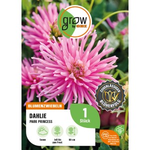 GROW by OBI Dahlie Park Princess mit rosa Blüten, ca. 60cm hoch.
