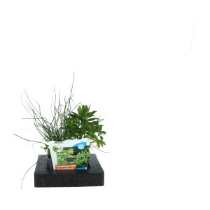 GROW by OBI Schwimminsel im Mix-Korb, Topf ca. 18cm, für Gartenteich. Schwimmpflanzen und Sauerstoffpflanzen.