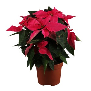 Herbststern "Princettia" Topf-Ø ca. 9 cm Euphorbia