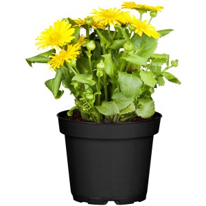 GROW by OBI Kaukasus-Gämswurz mit gelben Blüten im Topf.