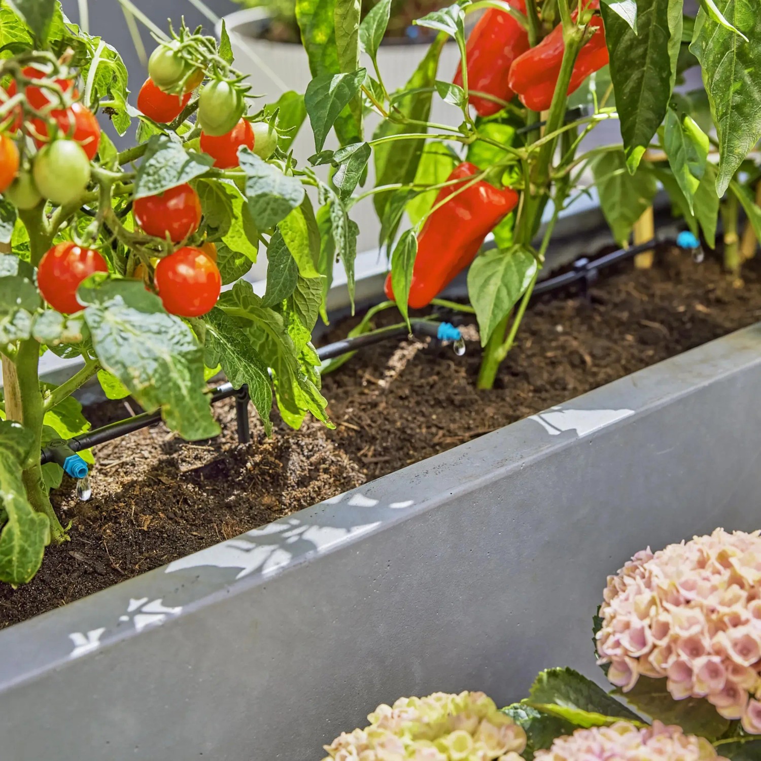 Gardena Tropfbewässerung Set für Terrasse mit Tomaten- und Paprikapflanzen im Pflanzkasten.