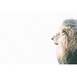 Fototapete Löwe Schnee Weiß Braun Gelb 4,00 m x 2,70 m FSC®