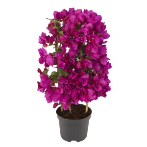 Drillingsblume (Bougainvillea) am Spalier im Topf mit purpurfarbenen Blüten.