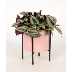 Grünpflanze im rosa Keramiktopf mit schwarzem Metallgestell, verschiedene Sorten erhältlich.