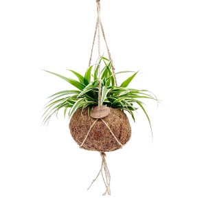 Grünlilie in Kokodama-Ampel, Topf ca. 15cm. Dekorative, hängende Grünpflanze mit weiß-grünen Blättern.