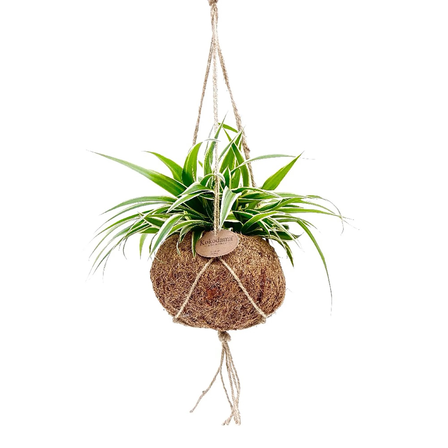 Grnlilie in Kokodama-Ampel Topf- ca. 15 cm Chlorophytum comosum kaufen  bei OBI