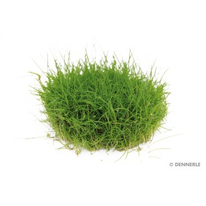 Dennerle Eleocharis Pusilla Aquariumpflanze In-Vitro, grüne Zwergnadelsimse für den Vordergrund.