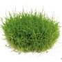 Dennerle Eleocharis Pusilla Aquariumpflanze In-Vitro, grüne Zwergnadelsimse für den Vordergrund.