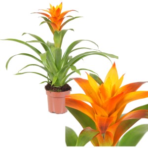 Guzmanie 'Flava' mit gelb-orangen Hochblättern im Topf, eine dekorative Blühpflanze für den Innenbereich.