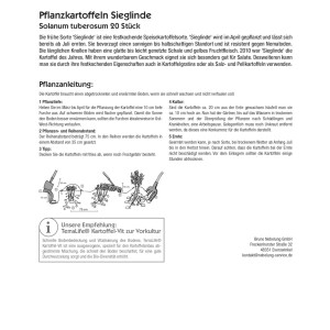 Kiepenkerl Pflanzkartoffeln Sieglinde, 20 Stück, Speisekartoffel mit gelbem Fruchtfleisch.