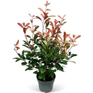 Glanzmispel "Red Robin" Set à 60 Stück Höhe ca. 80 - 100 cm Photinia fraseri